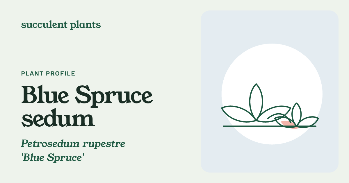 Blue Spruce Sedum: How to Grow This Blue Ground Cover